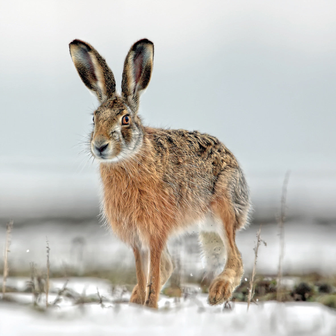"Hare" Pack of 8 Wildlife Trust Charity Christmas cards