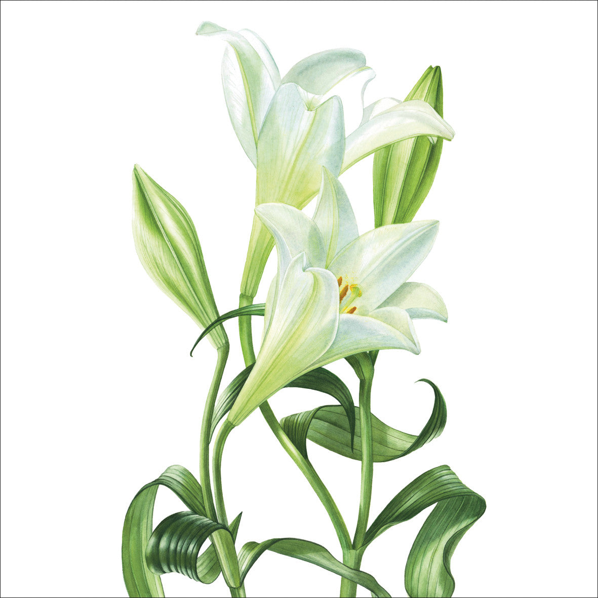 "Longiflorum Lilies" card by Billy Showell