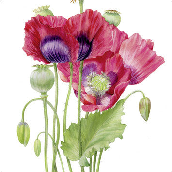"Poppies" card by Billy Showell