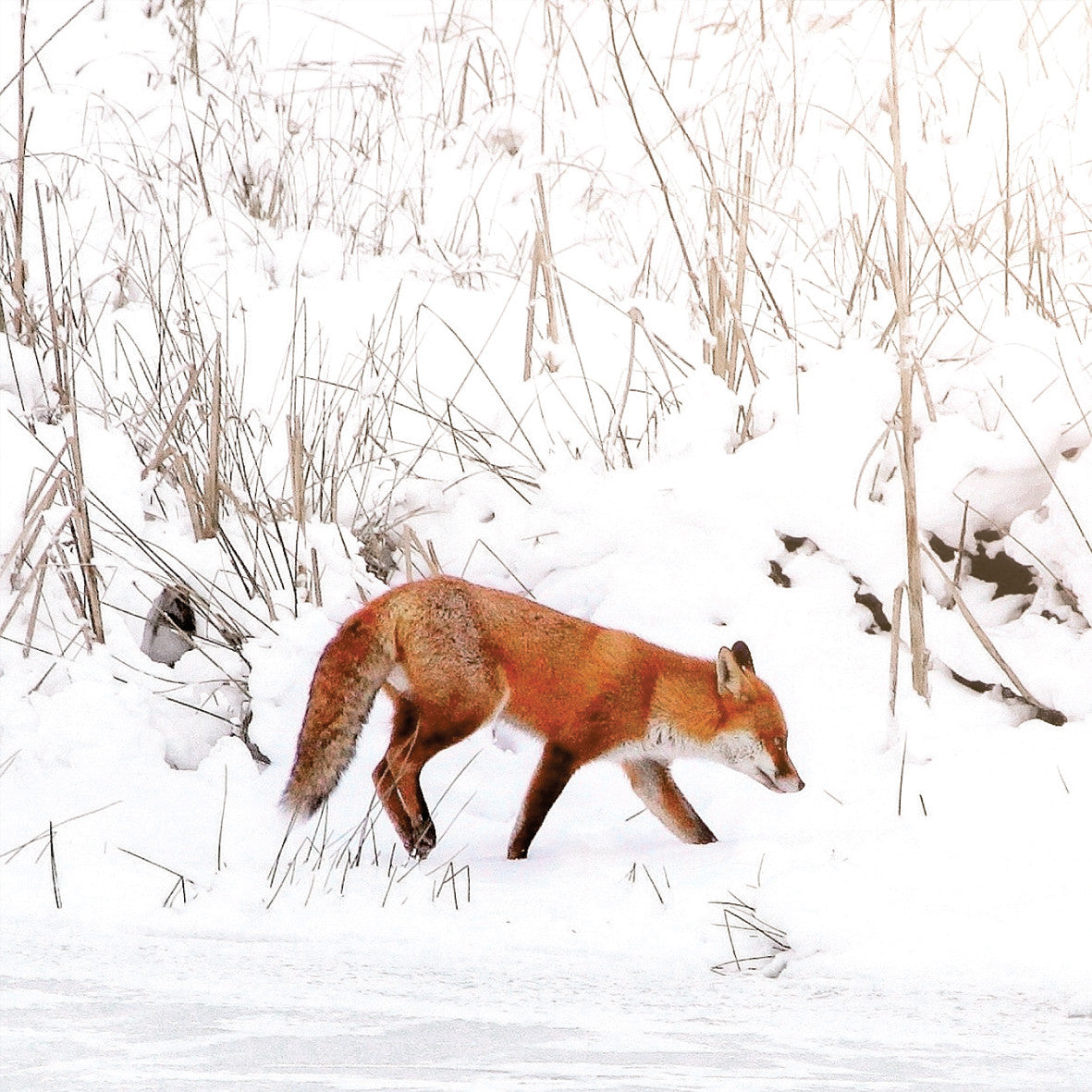 "Red Fox in the Snow" Pack of 8 Wildlife Trust Charity Christmas cards
