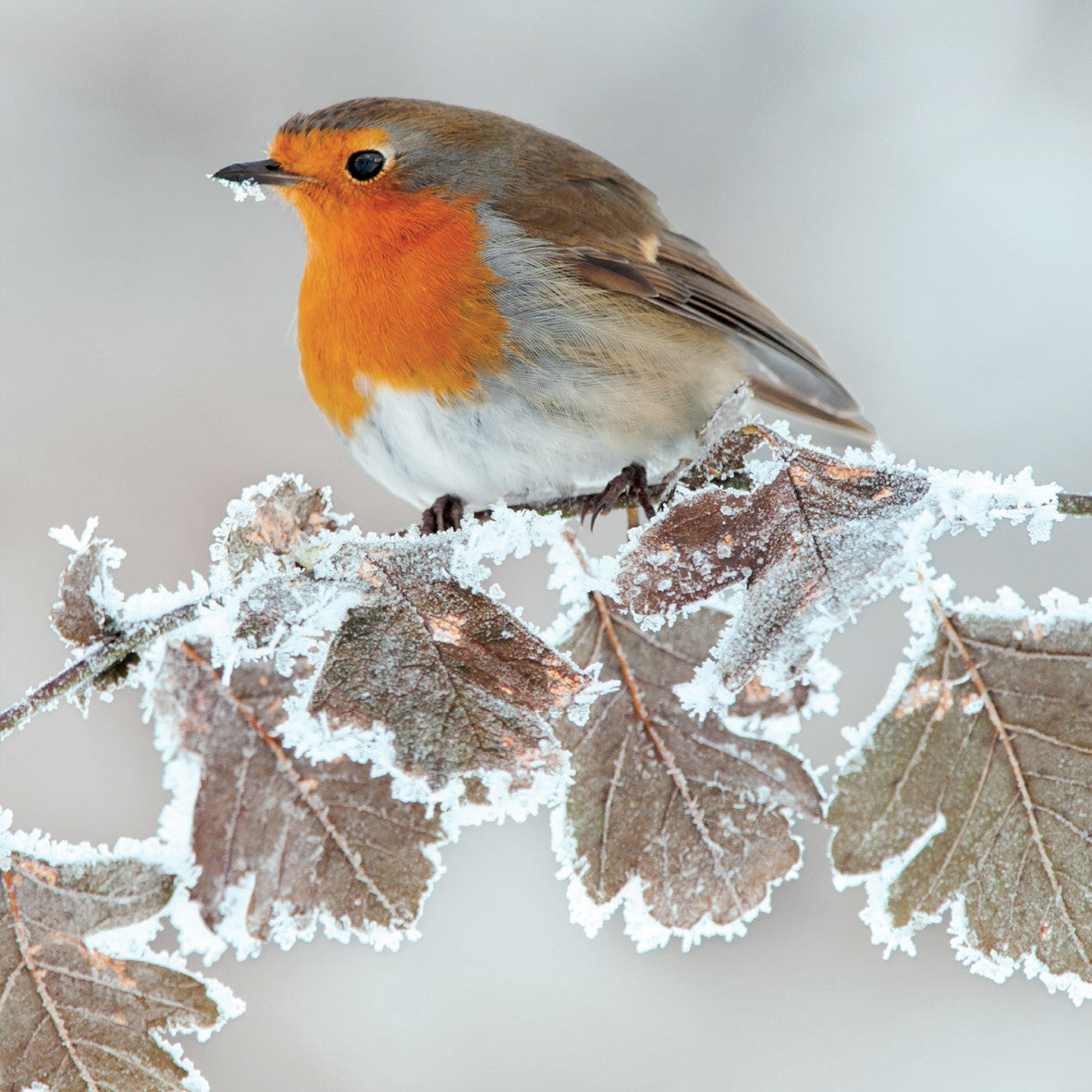 "Robin on Frosty Leaves" Pack of 8 Wildlife Trust Charity Christmas cards