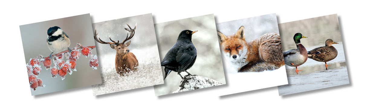 Wildlife Trust mixed pack of 10 photographic Christmas cards