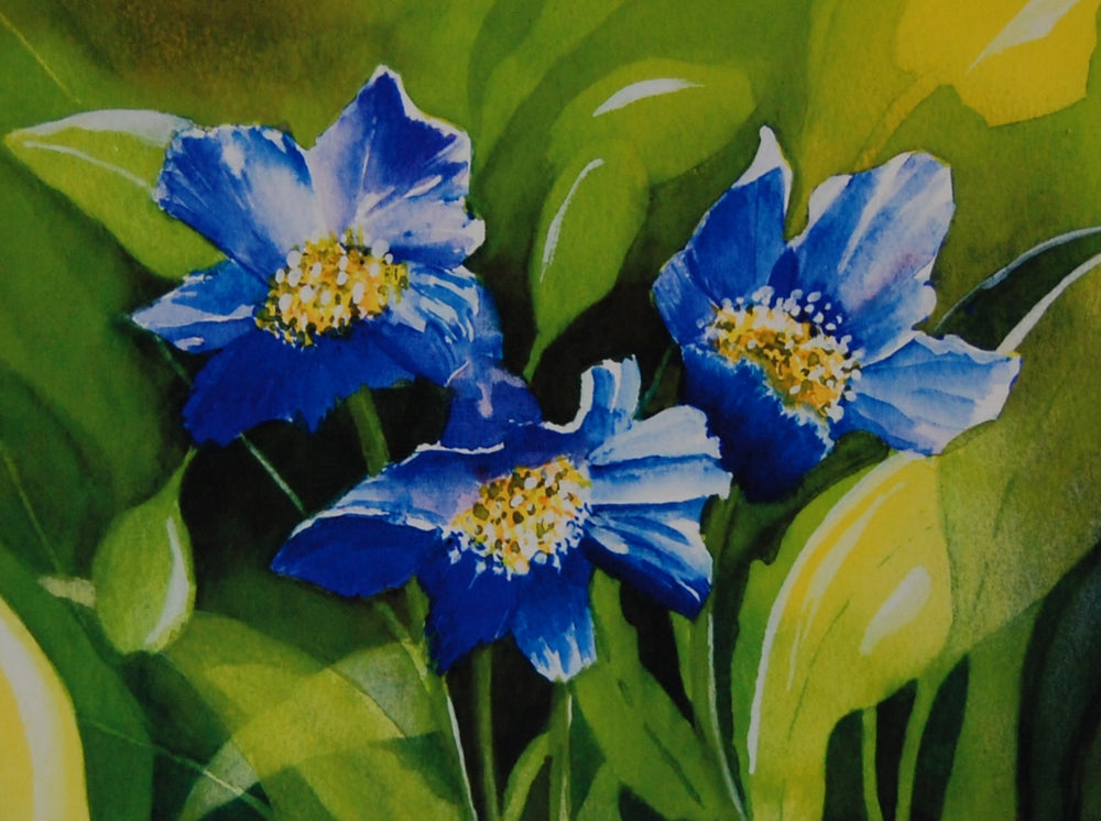 Alison Jones Blue Himalayan Poppy print (COM)