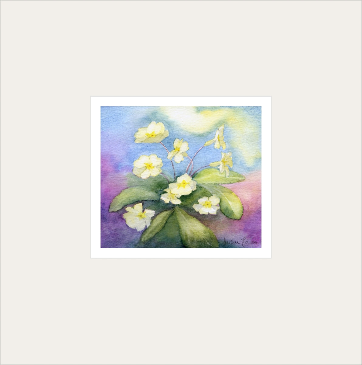 Alison Jones Primroses Print (COM)