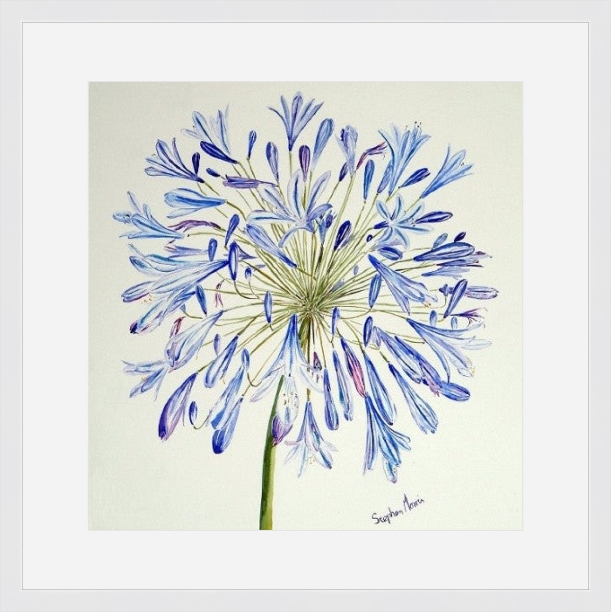 Stephen Morris, Agapanthus Print