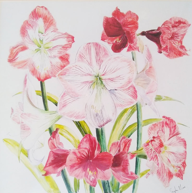 Stephen Morris, Hippeastrums Print