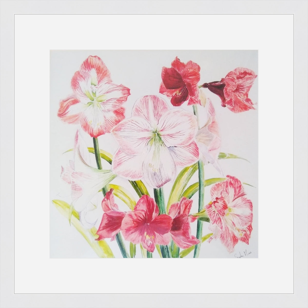 Stephen Morris, Hippeastrums Print