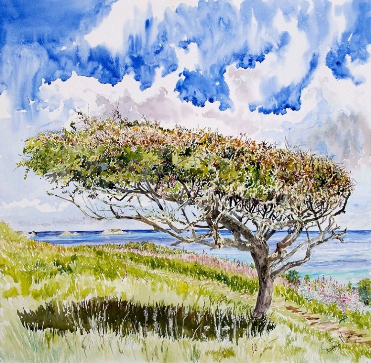 Stephen Morris, May Tree Print