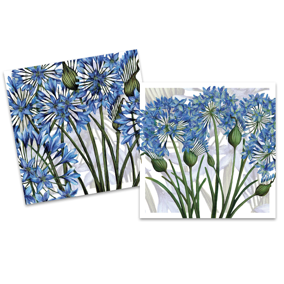 Agapanthus pack of notecards by Caroline Cleave
