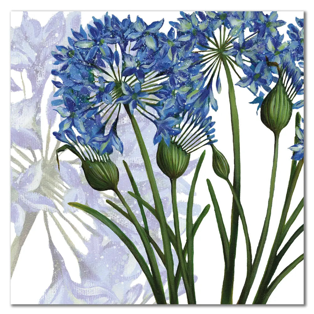 Agapanthus card by Caroline Cleave