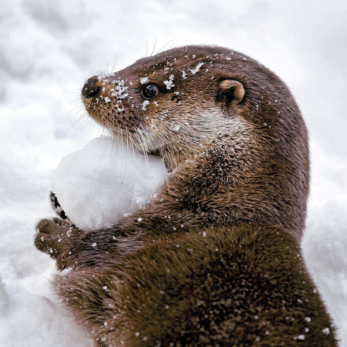 "Otter" Pack of 8 Wildlife Trust Charity Christmas cards