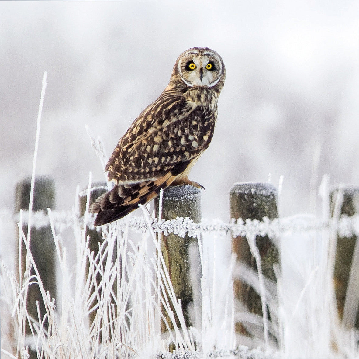 "Short Eared Owl" Pack of 8 Wildlife Trust Charity Christmas cards