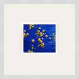 Alison Jones Kerria Japonica, Japanese Rose Print (COM)