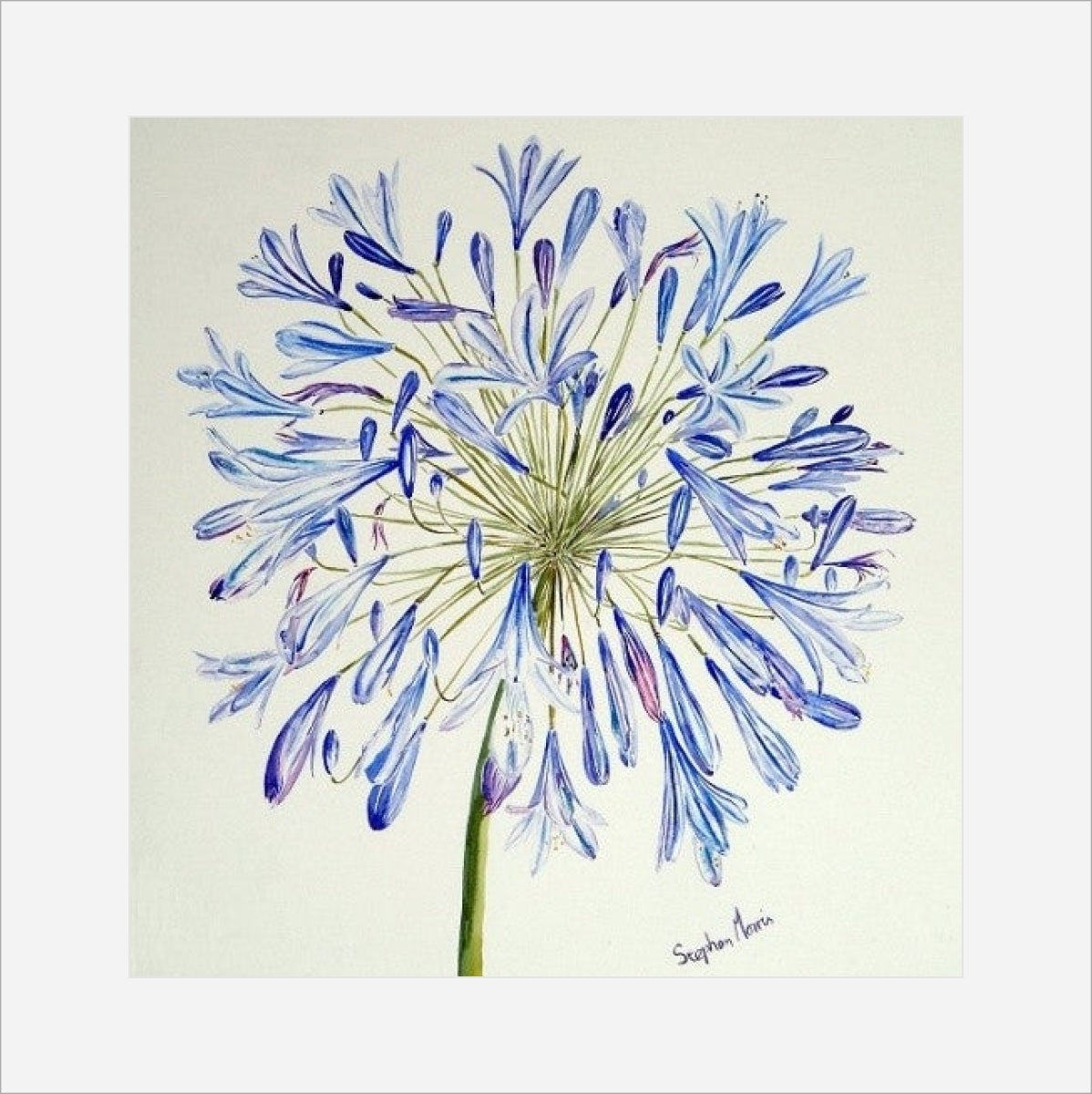 Stephen Morris, Agapanthus Print