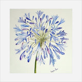 Stephen Morris, Agapanthus Print