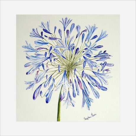 Stephen Morris, Agapanthus Print