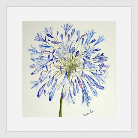 Stephen Morris, Agapanthus Print