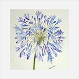 Stephen Morris, Agapanthus Print