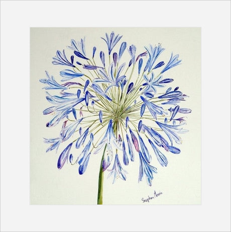 Stephen Morris, Agapanthus Print