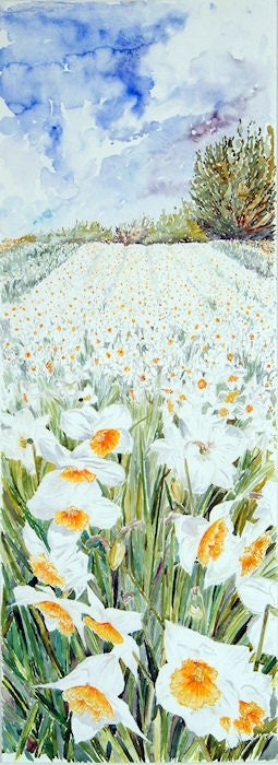 Stephen Morris, High Life Daffodils Print