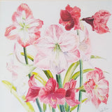 Stephen Morris, Hippeastrums Print