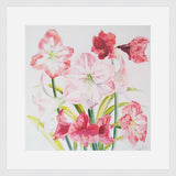 Stephen Morris, Hippeastrums Print