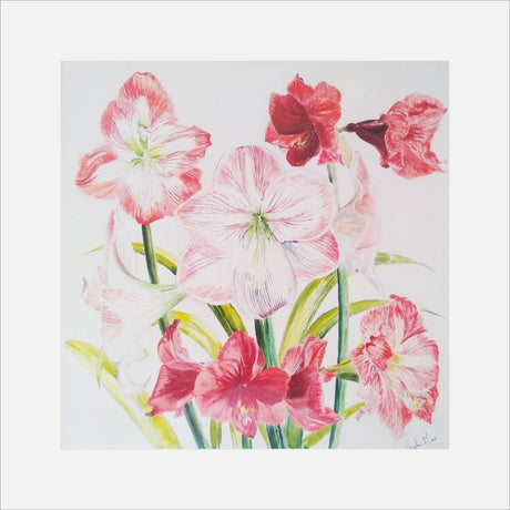 Stephen Morris, Hippeastrums Print