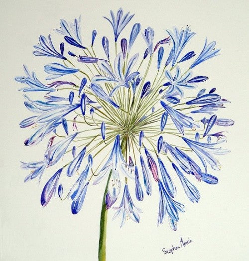 Stephen-Morris-Agapanthus-Print