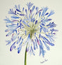 Stephen-Morris-Agapanthus-Print